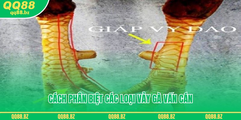 Cách phân biệt các loại vảy gà vấn cán phổ biến nhất